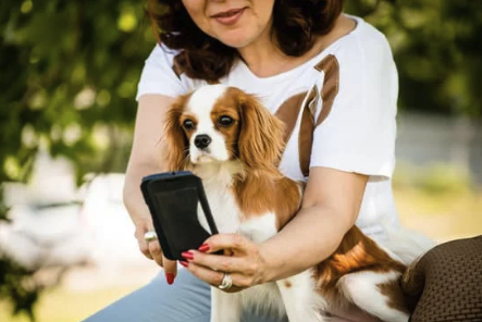 Telemedicina veterinaria: cómo Conecta Doctors está transformando la atención a las mascotas